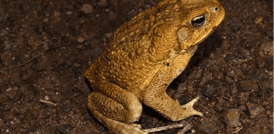 Reducing Cane toad around your  home