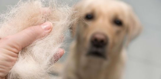 Dog a bit hairy? We are de-shedding specialists!