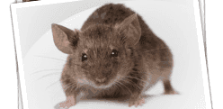 ARE RODENTS KEEPING YOU AWAKE???