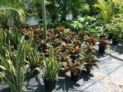 Wulguru Indoor Plant Hire gallery image 2