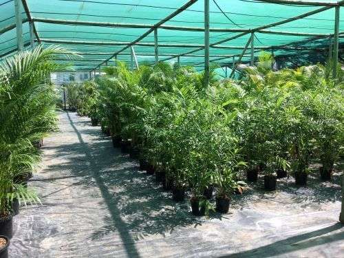Wulguru Indoor Plant Hire gallery image 1