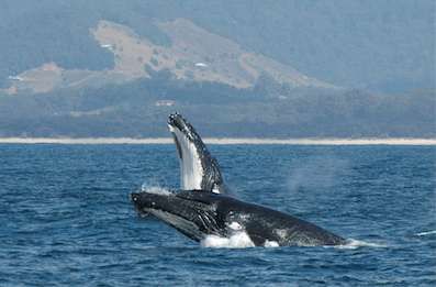 Whale Watch Experience gallery image 2