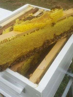 Bee Positive Australia gallery image 18