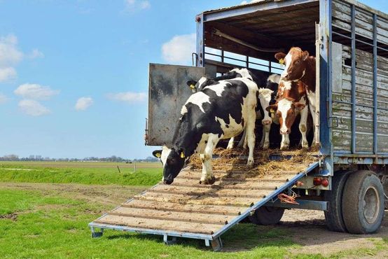 Tassell Livestock Transport gallery image 1