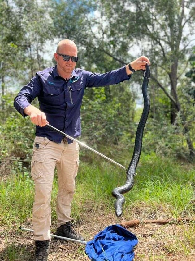 Noosa Snake Catching 24/7 featured image
