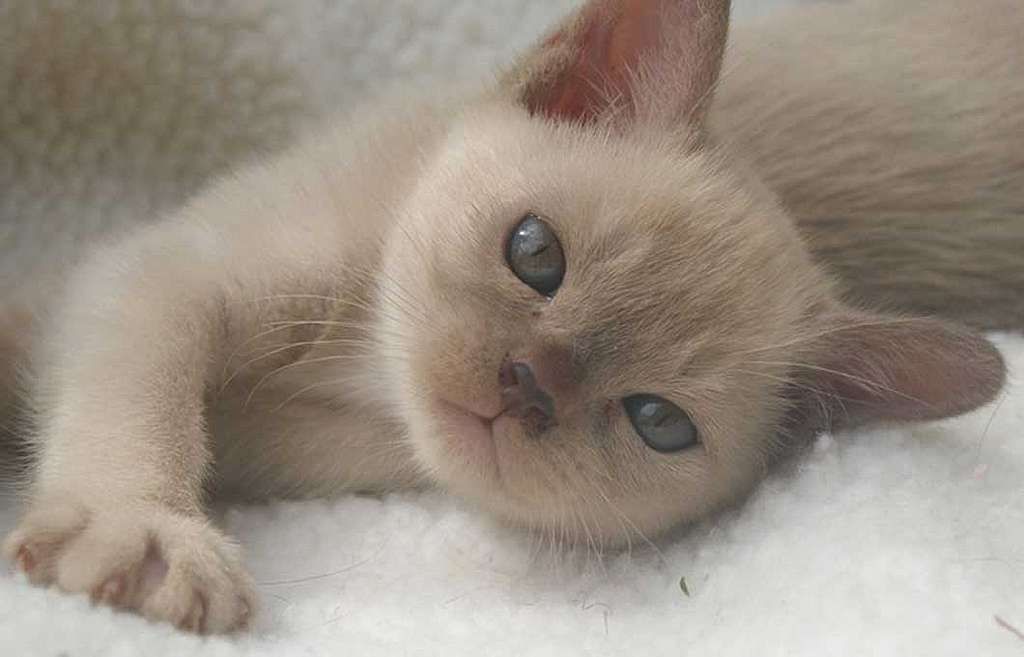 Lushei Burmese Cat Stud featured image