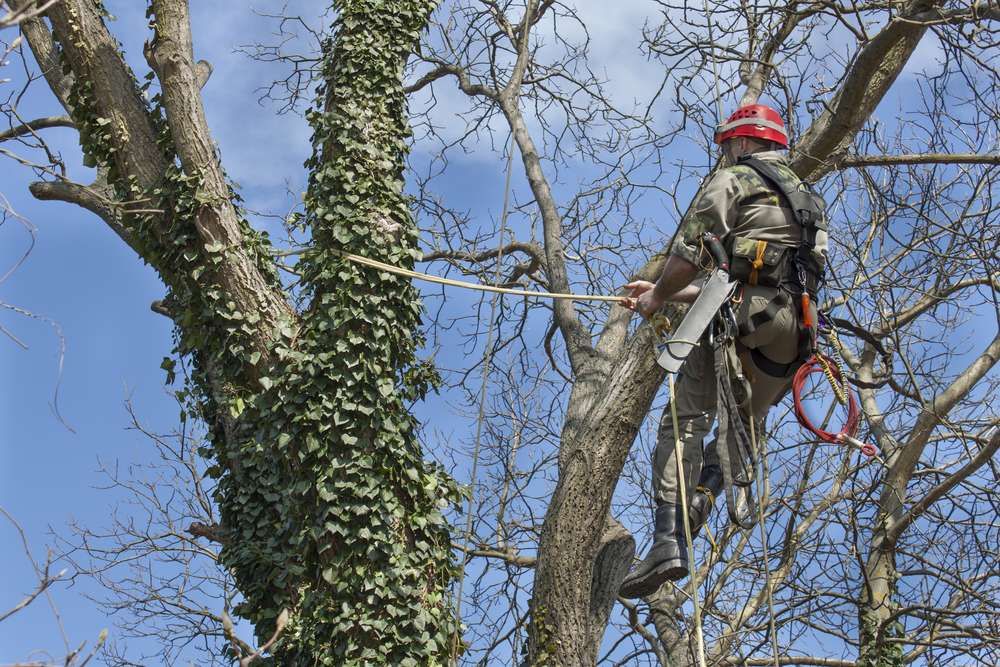 All Tree Services featured image