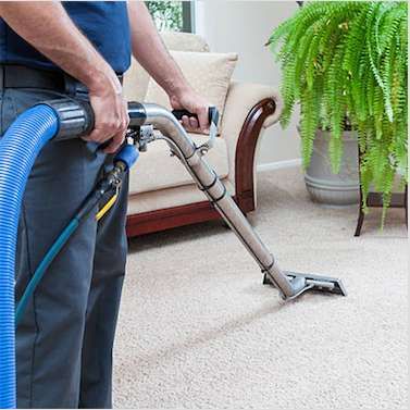 Dolphin Carpet Services & Pest Control featured image