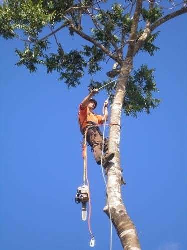 Airlie Tree Specialists Pty Ltd featured image