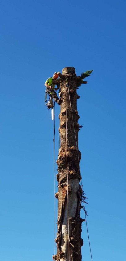 Timberwolf Tree Service featured image