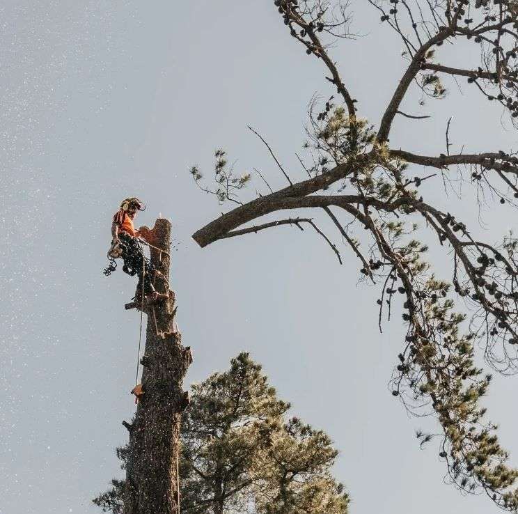 Country Tree Services featured image