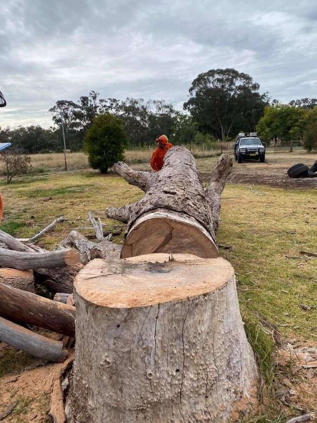 Root to Tips Tree Lopping Inverell featured image