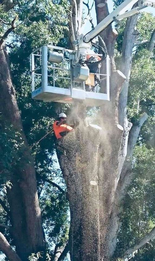 Langham's Tree Services featured image