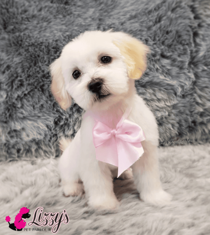 Lizzy's Pet Parlour gallery image 10