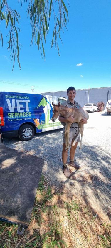 Greater Whitsunday Veterinary Services gallery image 5
