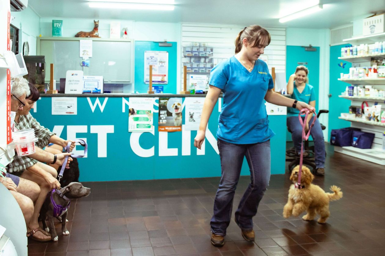 Townsville Veterinary Clinic featured image