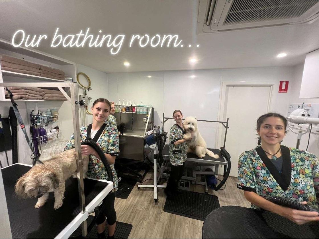 Limelight Pet Salon featured image