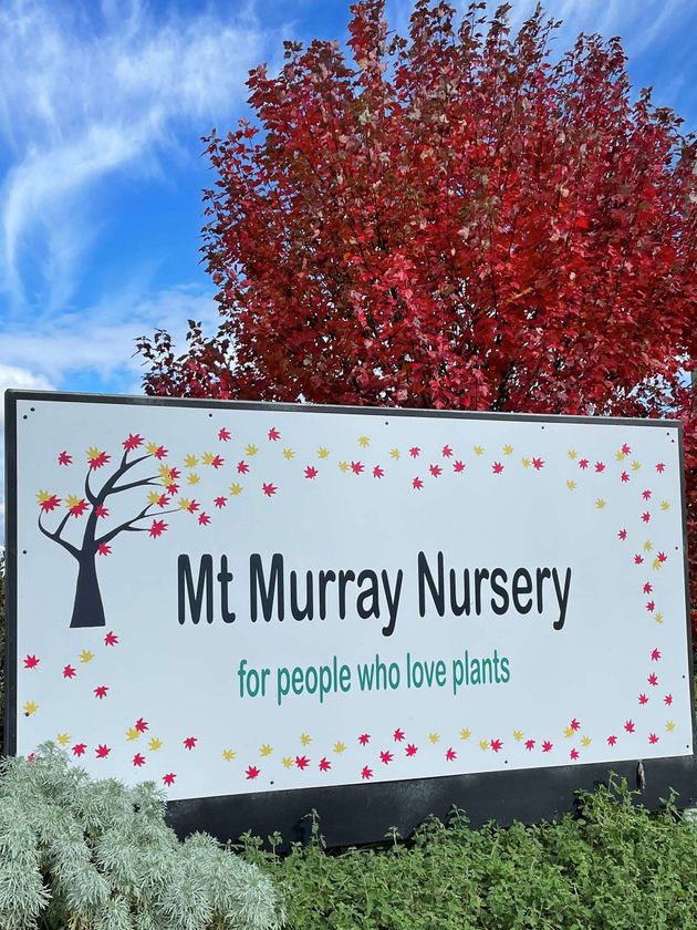 Mt Murray Nursery featured image