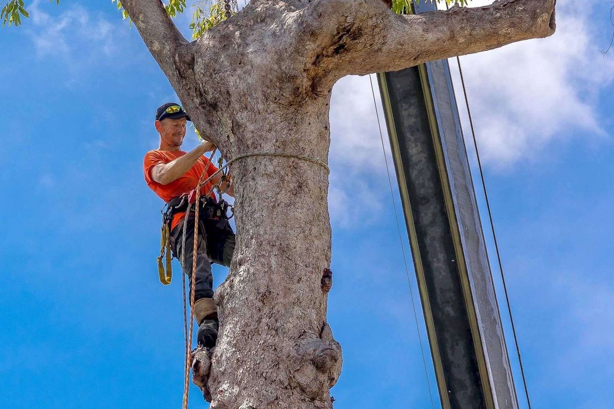 Steve Cairns Tree Service featured image