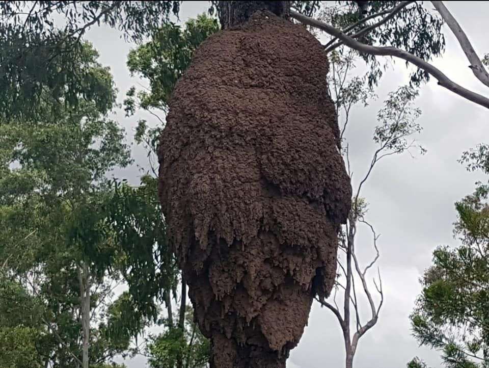 Gympie Termite & Pest gallery image 9