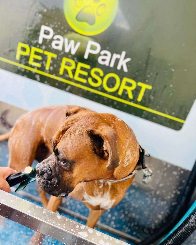 Paw Park Pet Resort gallery image 1