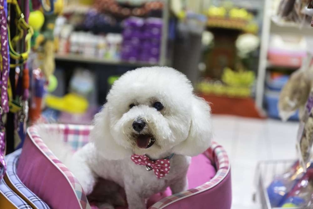 Everyday Pet Store featured image