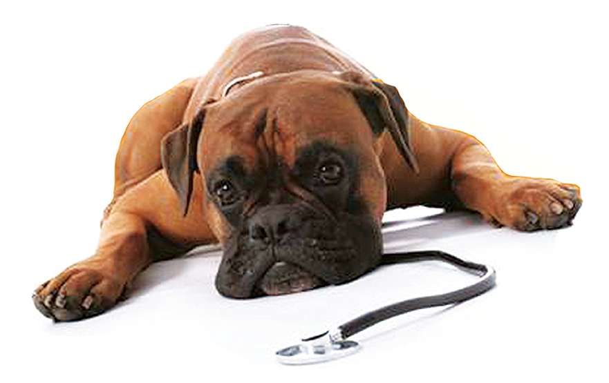 Great Lakes Veterinary Hospital featured image