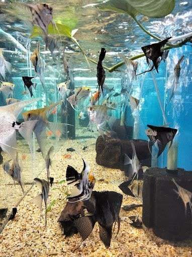 FAX Aquarium gallery image 4