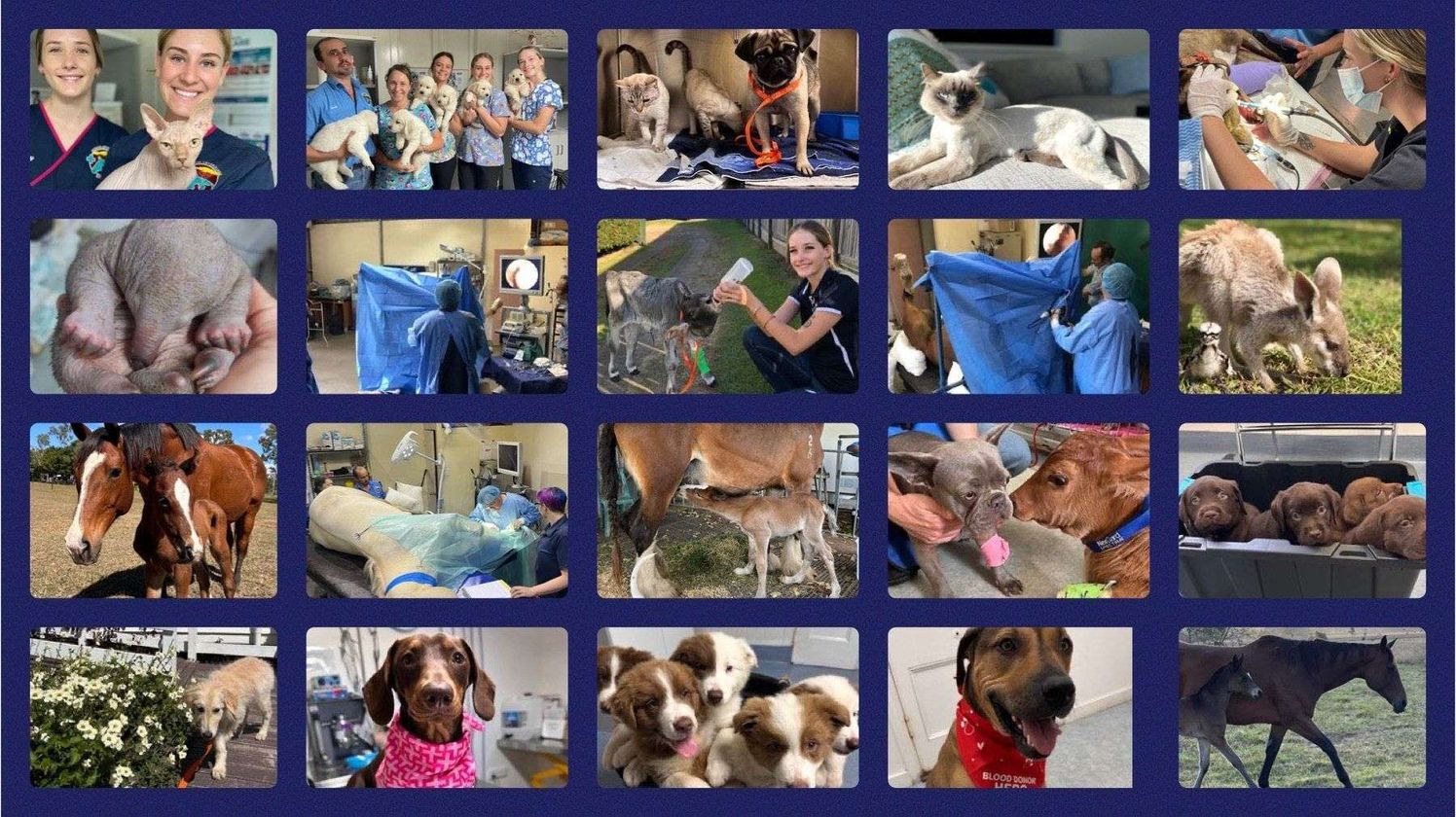Acacia Veterinary Surgery featured image