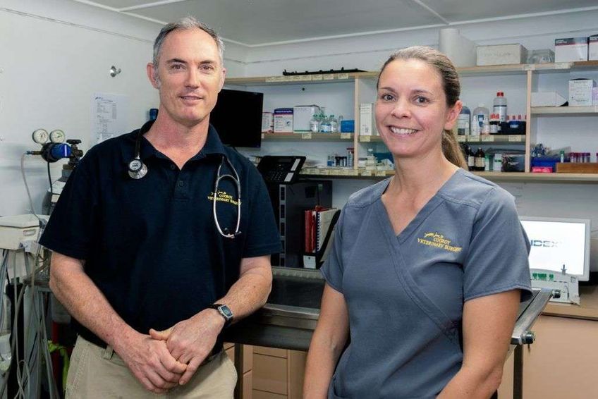 Cooroy Veterinary Surgery featured image