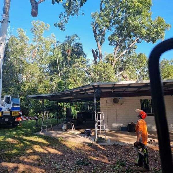 Tropical Tree Services gallery image 1